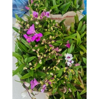 กล้วยไม้หวายแคระ🥰 🌸🌸 ต้นเปล่า กระถาง 1นิ้ว มีดอกทุกต้นนะคะ#ต้นสวยเกรดA งานส่งนอก🔥🔥