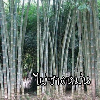 เมล็ดพันธุ์ไผ่ซางหม่น