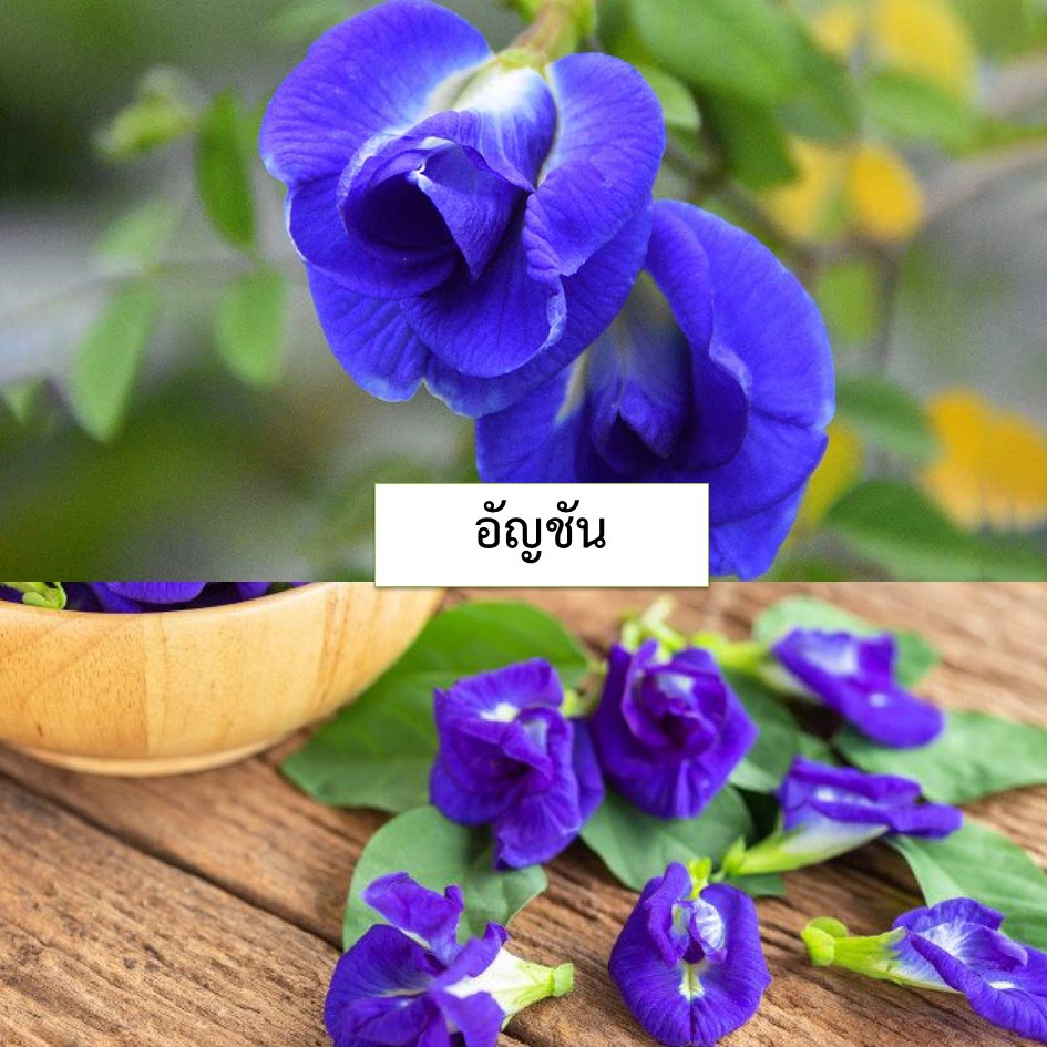 🌱เมล็ดอัญชันซ้อน 10 เมล็ด (ซื้อ10แถม1 คละได้)🌱