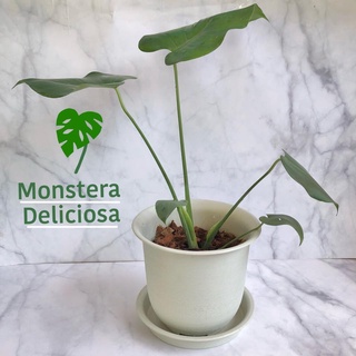 Monstera Giant ต้นกล้ามอนสเตอร่าไจแอนท์ เพาะเมล็ด