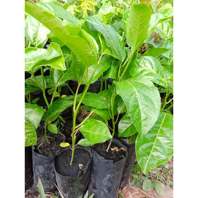 ต้นเสาวรสสีม่วงไทนุง(ซื้อ 3 แถม 1ถุง)ผลใหญ่รสหวานมีติดเปรี้ยวนิดๆ