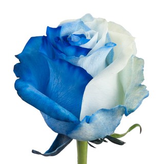 เมล็ดพันธุ์ กุหลาบ Dragon Rose Seeds สีขาว-ฟ้า นำเข้าจากต่างประเทศ 30 เมล็ด