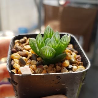 ฮาโวเทีย ไม้อวบน้ำ Haworthia