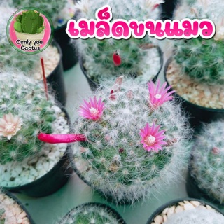 เมล็ดพันธุ์แคคตัสขนแมว(มิกซ์สีดอก)