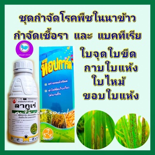 ชุด กำจัดโรคในนาข้าว กำจัดเชื้อรา แบคทีเรีย โรคพืช ลากูเร่ 500cc + ท็อปการ์ด 1 ลิตร โรคใบไหม้ ใบจุด กาบใบแห้ง เมล็ดด่าง