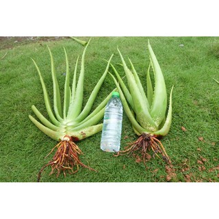 💥2หน่อ*ว่านหางจระเข้*🔥ค่าส่งถูก🔥ว่านใบใหญ่*เนื้อแน่น*ประดับส…