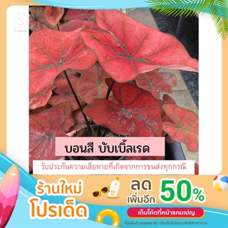 ต้นบอนสีบับเบิ้ลเรด ส่งเป็นต้นพร้อมกระถาง