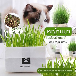 [พร้อมส่ง] หญ้าแมว ชุดปลูกต้นอ่อนข้าวสาลี เหมาะสำหรับสัตว์เลี้ยง