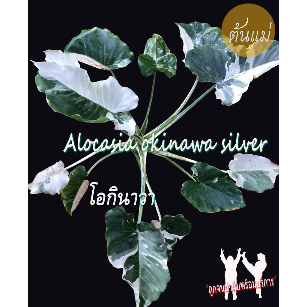 บอน อโลคาเซียโอกินาวา alocasia okinawa silver