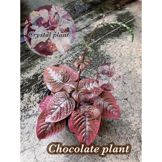 Chocolate plant ต้นไม้นำเข้า