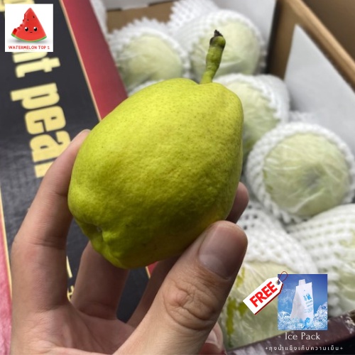 Watermelon Top1 สาลี่หอม Fragrant Pear (1ลูก) (CHN) นำเข้า ~ลดพิเศษ~ หอม หวาน อร่อย ! ผลไม้ต่างประเท