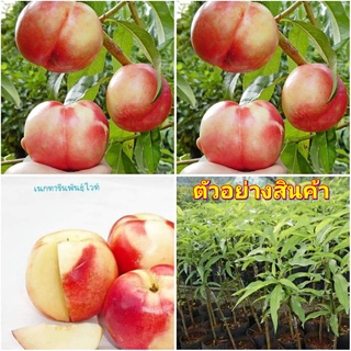 (vาย ต้นพันธุ์) ต้น เนกทารีน พันธุ์ ไวท์  White Nectarines ต้นเนกทารีน เนคทารีน เน็กทารีน เน็คทารีน ไร่อิงดาว