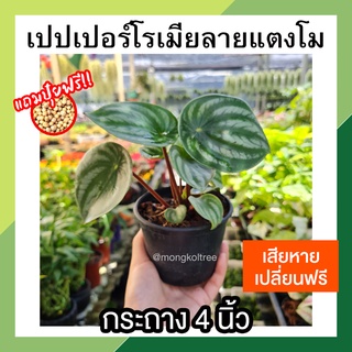 เปปเปอร์โรเมียลายแตงโม กระถาง 4 นิ้ว [แถมปุ๋ยฟรี! + เสียหายเคลมฟรี] peperomia watermelon ปลูกในบ้าน ต้นไม้กระแส