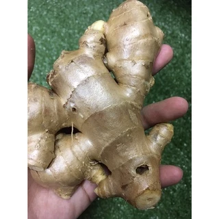 [รวมส่งถูก]ขิงแก่สด 🤎- แม่ขิง ทำน้ำขิง ผัดขิง ผักผลไม้