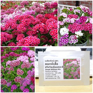 เมล็ดพันธุ์ ดอกผีเสี้อ สวีทวิลเลี่ยม คละสี (Sweet William Flower Mix Seed) 200 เมล็ด คุณภาพดี ของแท้ 100%