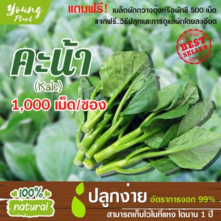 เมล็ดผักสลัด คะน้า 1,000เมล็ด อัตราการงอก99% (แถมฟรี! เมล็ดกวางตุ้งหรือผักชี 500เม็ด)