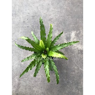 เฟิร์นโอซาก้า กระถาง 5 นิ้ว / Asplenium antiguum cv. Osaka pot 5