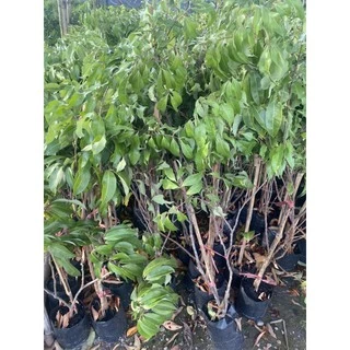ต้นลิ้นจี่จักรพรรดิ์ กิ่งตอนพร้อมปลูก ขนาดต้น60-80cm รับประกันพันธุ์เเท้100%