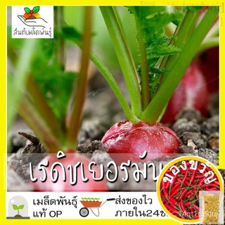 เมล็ดอวบอ้วน100%เมล็ดพันธุ์ เรดิช เยอรมัน 200 เมล็ด German Giant Radish Seed เมล็ดพันธุ์แท้100% นำเข้าจากต่างประเทศ ปลูก