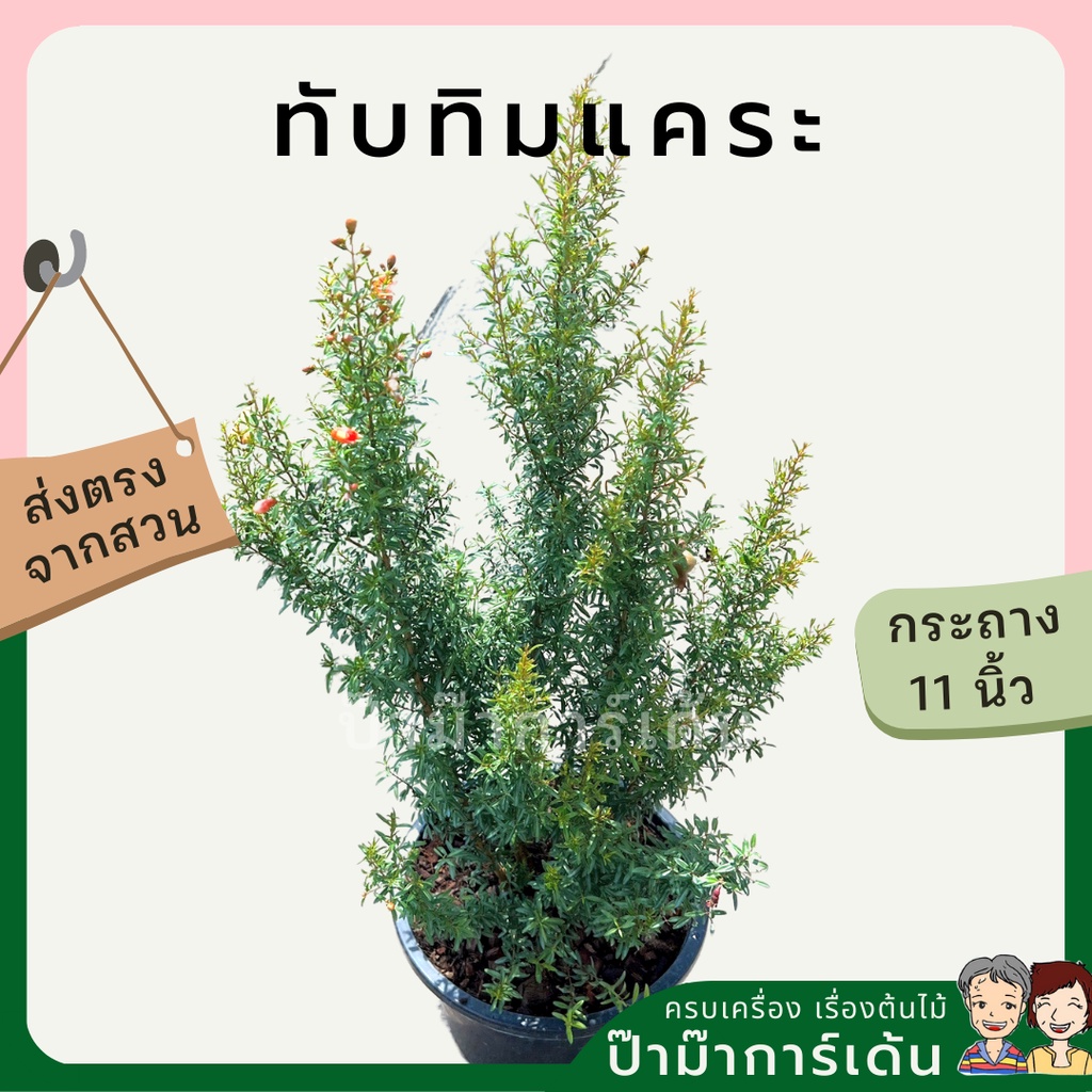 มุมมอง 7