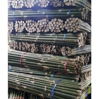 ไผ่กอแก้ว ไผ่ก่อแก้ว ไผ่ด้ามไม้กวาด ทนแล้ง ลำสวยตรง ขนาดลำพอดี เหมาะใช้ทำด้ามไม้กวาด ประดับบ้าน เป็นแนวรั้ว