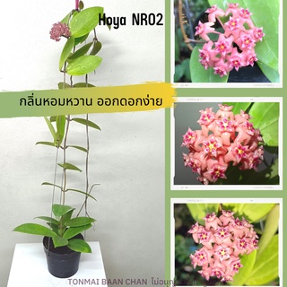 Hoya NR02 โฮย่าดอกชมพู มีกลิ่นหอม ไม้แขวนประดับ ส่งต้นติดดอก ส่งพร้อมลวดแขวน