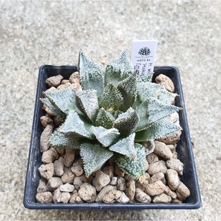 พร้อมส่ง!!ฮาโวเทีย Haworthia wimii hybrid Hakuginjou จัดส่งแบบล้างรากพร้อมป้าย