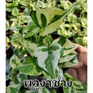 ไม้เลี้ยงน้ำ ซื้อ 5 (มีแถม) ส่ง 3 กิ่งขึ้นไป พลูสีชมพู พลูงาช้าง พลูด่าง ฟิโล ด่างขาว