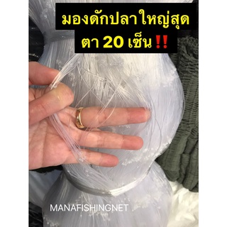 #มองปลาสวาย #ข่ายดักปลาใหญ่สุดตา 20 เซ็น ลึก 6 เมตร ป้าย 180 เมตร