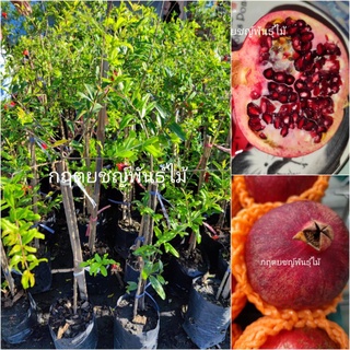 🍒ต้นทับทิม แดงเจ้าพระยา เมล็ดนิ่มผลใหญ่ กิ่งตอน80cm พันธ์​💯​ 8เดือนออกผล