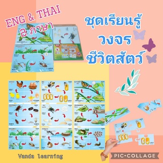 จิ๊กซอว์วงจรชีวิตสัตว์ (2 ภาษา) รวม 36 ชิ้น ET582 Vanda Learning