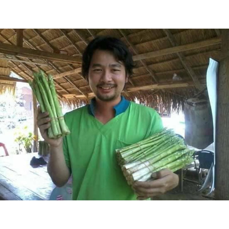 เมล็ดหน่อไม้ฝรั่งพันธุ์บร็อคอินพรู๊ฟ