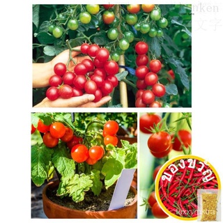 Cherry Tomato Seeds for Planting (15 seeds) FRUITดอกไม้/กระโปรง/สร้อยข้อมือ/เด็ก/พาสต้า/ผักชี/ผู้ชาย/บ้านและสวน/ผักกาดหอ