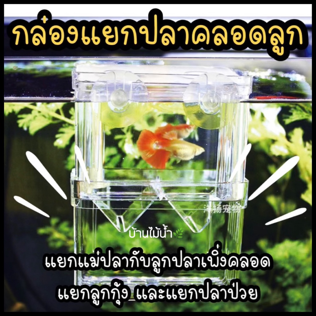 กล่องแยกปลา ปลาคลอดลูก มี 5 ขนาด แยกลูกปลา แยกแม่ปลาที่เพิ่งคลอดลูก แยกลูกกุ้ง แยกปลาป่วย | บ้านไม้น้ำ🌿