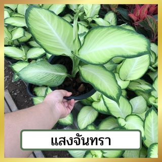 ต้นแสงจันทรา ส่งพร้อมกระถาง  อโกนีมา ต้นไม้มงคล ปลูกเสริมบารมี ไม้ประดับ ไม้ฟอกอากาศ