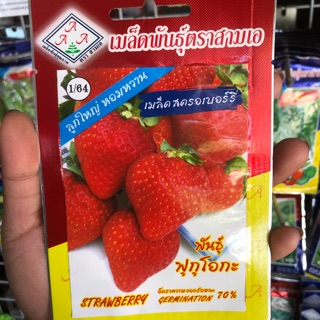 เมล็ดสตรอเบอร์รี่ พันธุ์ ฟุกุโอกะ พันธุ์ลูกใหญ่ หอมหวาน strawberry