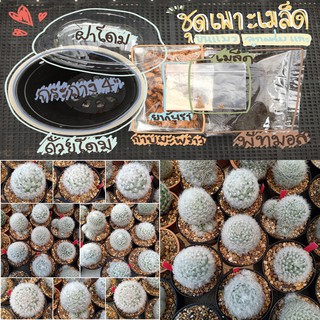 เมล็ดแคคตัส เมล็ดขนแมวลูกผสมแกะ Mammillaria bocasana v multilanata 100เมล็ด พร้อมชุดเพาะเมล็ด(กระถาง4นิ้ว)