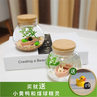 ✕✲Marimo ความสุขสาหร่าย ball micro-landscape ขวดนิเวศวิทยาพืชสีเขียวสำนักงานกระถางขนาดเล็กสร้างสรรค์พืช hydroponic สาหร่