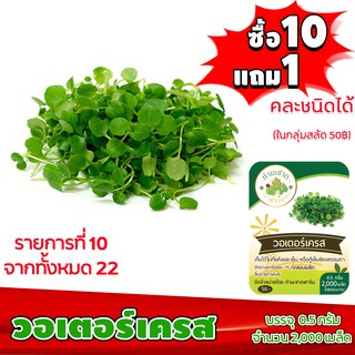 (ซื้อ10แถม1 ฟรีคู่มือ) เมล็ดพันธุ์ วอเตอร์เครส WATER CRESS 0.5กรัม (ประมาณ 2,000เมล็ด) ทำมะชาดฟาร์ม ผักสลัด เมล็ดพันธุ์