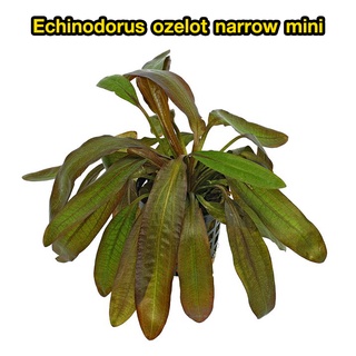 อเมซอน Echinodorus ozelot narrow mini ต้นไม้น้ำ ต้นไม้น้ำพร้อมปลูก  ***กรุณาอ่านรายละเอียดก่อนสั่งซื้อ***