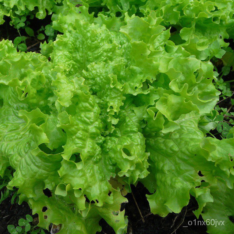 เมล็ดสลัด สลัด แกรนด์เรฟพิด (Grand Rapids Lettuce) 100เมล็ด เมล็ดพันธุ์แท้ นำเข้าจากต่างประเทศ ปลูกง่าย โตไว ขายดี ถูก - รูปที่ 3