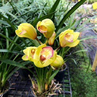 ซิมบีเดี่ยม เหลือง ปากชมพู (ลูกผสม Cymbidium Yellow-Pink lip)