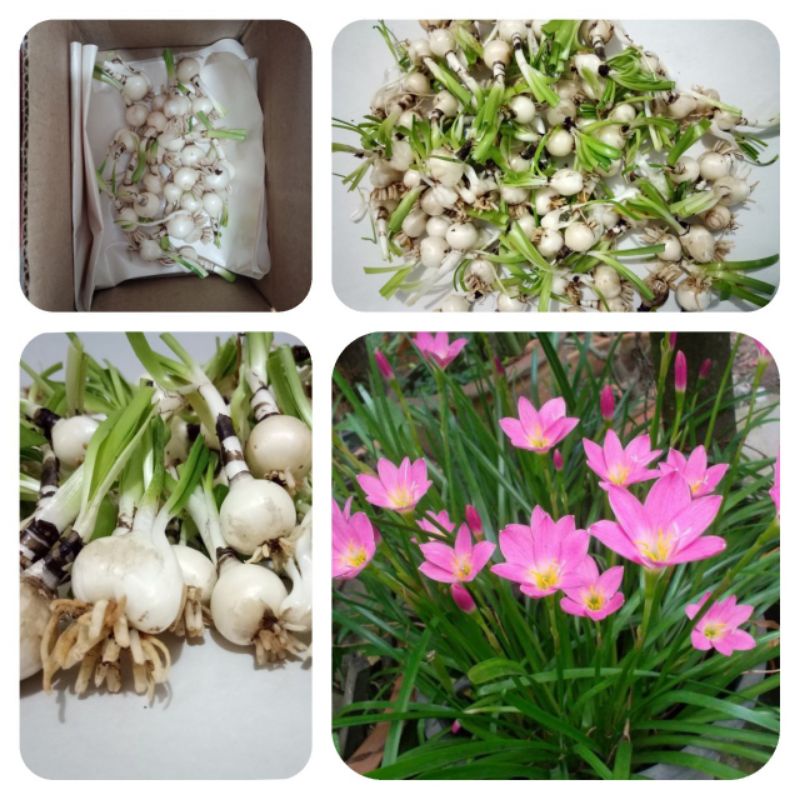 🌸บัวดินRosea 🌷โรเซีย 🌷บัวดินสี(ชมพู)🌷