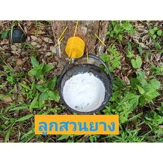 [#PACK100ชุดถ้วยเจาะยาง+พร้อมฝาปิดกันฝน]ปริมาตร2.5Lมี ถ้วยสำหรับเจาะยางพารา รูใส่หลอด เส้นผ่าศูนย์กลาง20 cm.สูง16cm.สีดำ