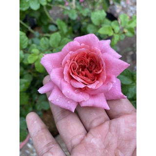 กุหลาบเลื้อย คริสโตเฟอร์มาโลว์ สีดอกสวยมีกลิ่นหอม