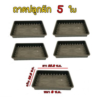 ถาดปลูกผัก 5 ใบ ใช้เพาะต้นอ่อน เพาะเมล็ด ถาดอเนกประสงค์ ปลูกผักสวนครัว แคนตัส สำหรับพื้นที่น้อย