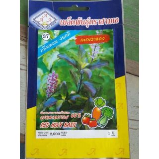 เมล็ดพันธุ์โหระพา กะเพราแดง สามเอ