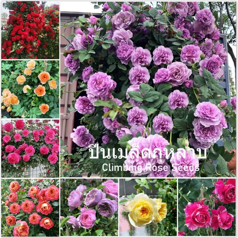 เมล็ดพันธุ์ดอกกุหลาบเลื้อย กุหลาบป่า เมล็ดดอกไม้ 100 เมล็ด Mixed Climbing Rose Seeds flower seeds ไม