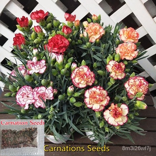 （เมล็ดพันธุ์ ถูก คละ）ปลูกง่าย ปลูกได้ทั่วไทย 100pcs/bag Carnation Seeds Balcony Potted Courtyard Garden Plants Flower Se