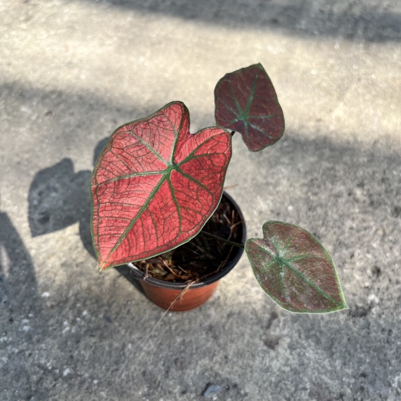 บอนบับเบิ้ล มาในกระถางพร้อมตั้ง